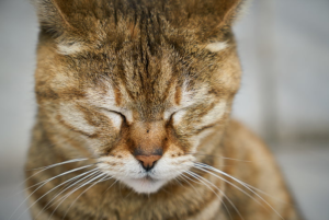 고양이 신부전의 모든것 - 급성 신부전의 치료, 증상, 예후, 회복, 원인